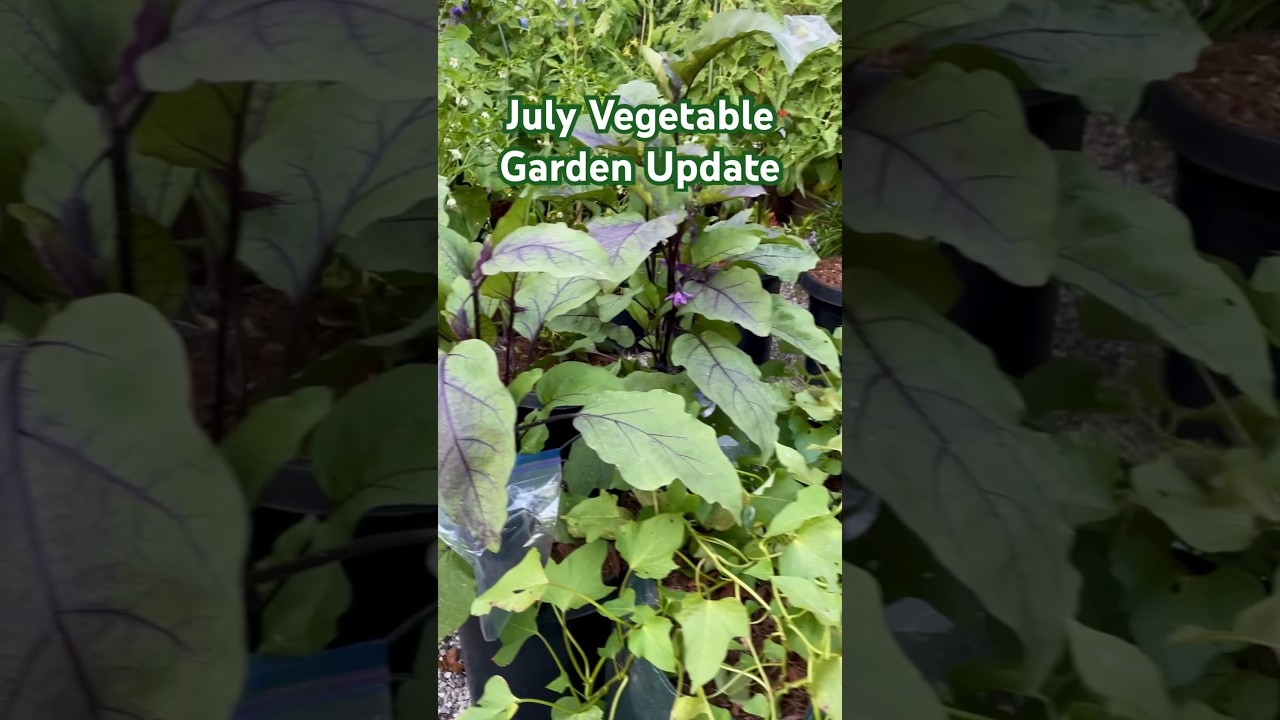 July Veggie Garden Update | Container Vegetable Gardening