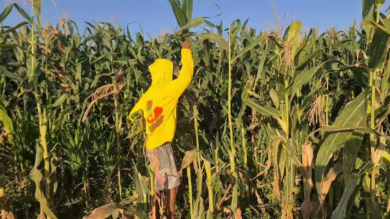 Tips for Cutting the Tops of corn Trees for Animal Feed — Agriculture Farming
