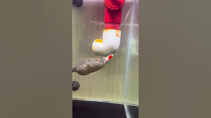 Poisonous Puffer Fish Meal 🐡- Part 55