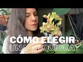 Cómo elegir una orquídea: en qué fijarnos a la hora de comprar una phalaenopsis