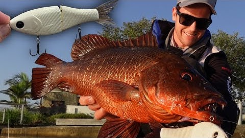 mangrove jack LOVE THIS LURE! fishing with GLIDEBAITS in the canals 