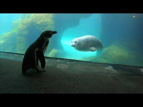 A Sealebration Of Harbor Seals - YouTube