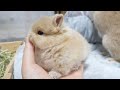 自分だけじゃなく人の毛づくろいもしてくれる赤ちゃんうさぎ