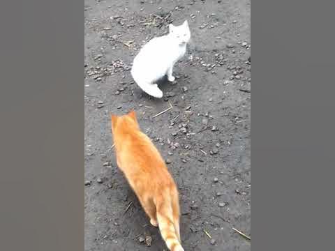 мілиє коти - YouTube