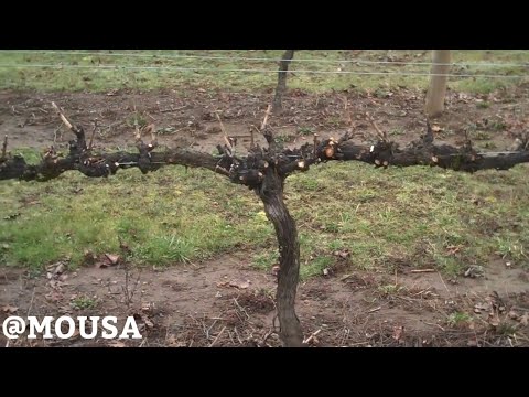 فيديو: ما هو كرمة الأسلاك الزاحفة - كيفية زراعة نباتات كرمة الأسلاك مولينبيكيا