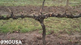 أشهر وأسهل طريقة لتربية أشجار  العنب