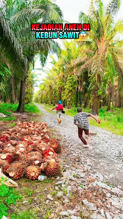 Strange incidents in the #oilpalm #palm #palmplantation