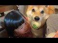 食卓の下は柴犬と1歳児にとって最高の遊び場なのであった