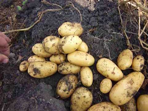 картофель Королева Анна. 2017 засушливый год. - YouTube