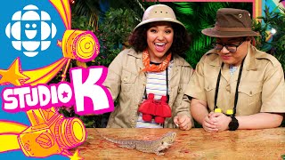 Studio K Safari: Bearded Dragon | CBC Kids Zoo Med Minute Episode 1 Bearded Dragons Facts