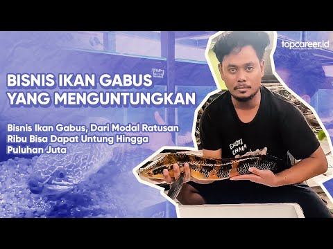 Lagi Viral !!!, Bisnis Ikan Gabus Modal Ratusan Ribu Untung Puluhan Juta