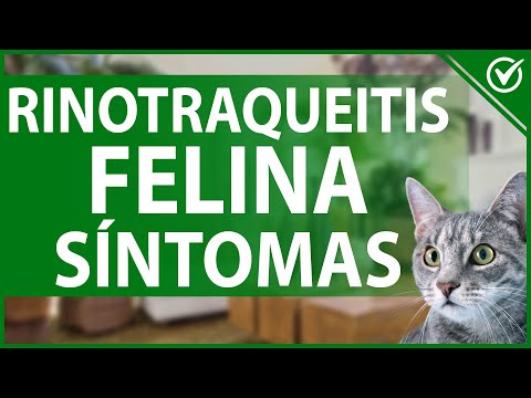 Video: Distemper felino o panleucopenia: información sobre virus y enfermedades