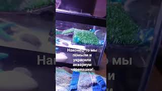 мы помыли аквариум и украсили его! #аквариум #чистаявода #черепашка