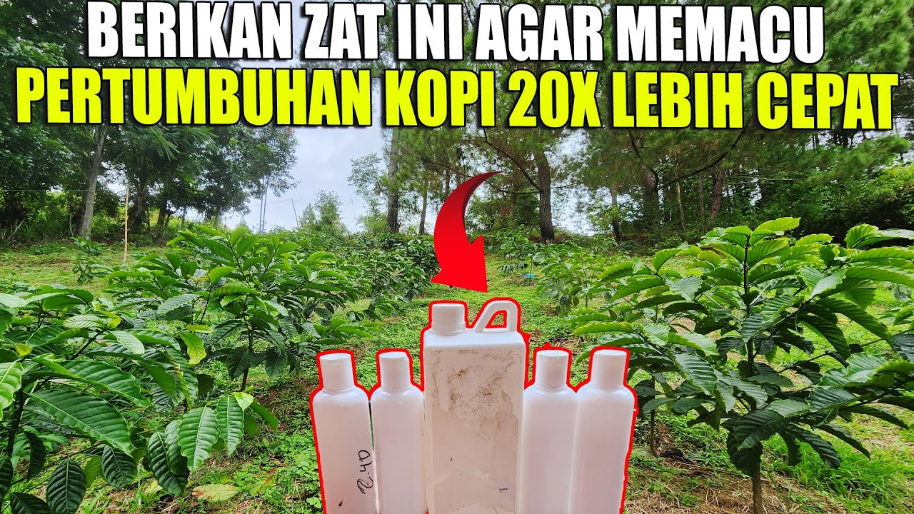 CARA MENGGUNAKAN BOOSTER MEMPERCEPAT PERTUMBUHAN KOPI DI MASA VEGETATIF DAN GENERATIF
