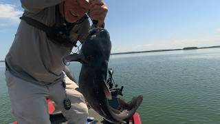 New Bait For Catfish, Lake Monticello!