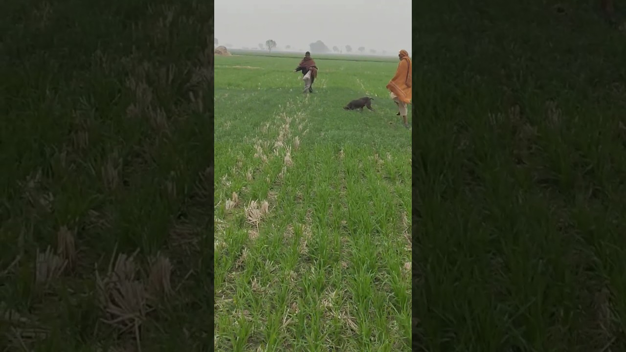 Quail hunting in Pakistan|| 2024 