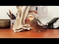 Bird Sings Popular Theme Song