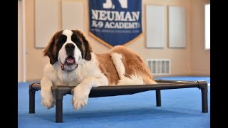 Captain (Saint Bernard) Boot Camp Dog Training Video Demonstration