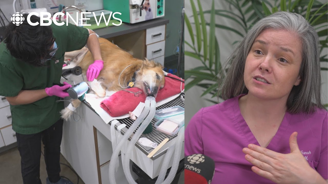 College of Veterinarians of B.C. facing potential insolvency in 2026