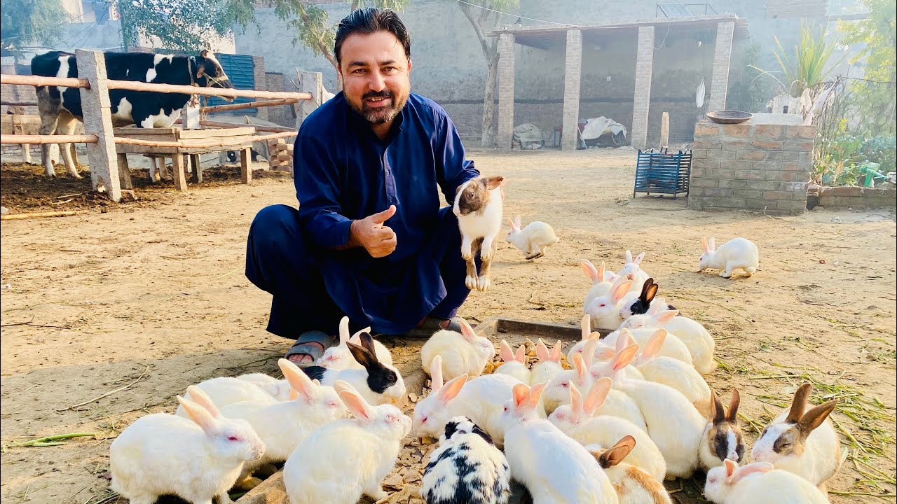 Alergy vaccination k bad rabbit family recover kar rahi ha ❣️❣️🐇🐇🐰🐰