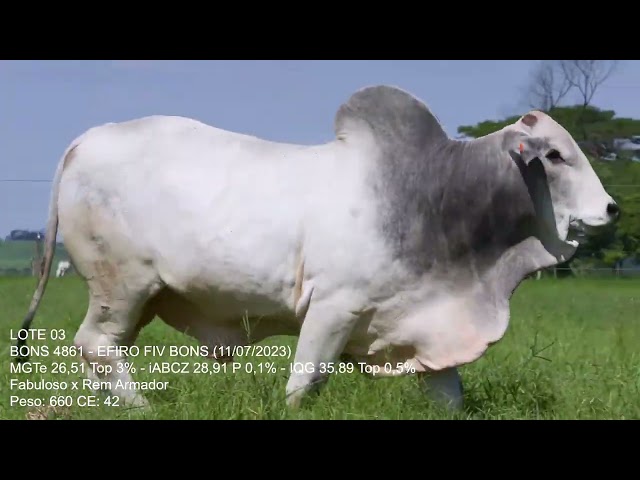 Lote 03   Leilão Trio Bonsucesso   Etapa Touros