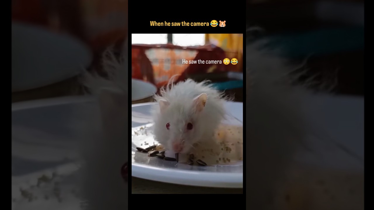 When he saw the camera 😂😂                                       