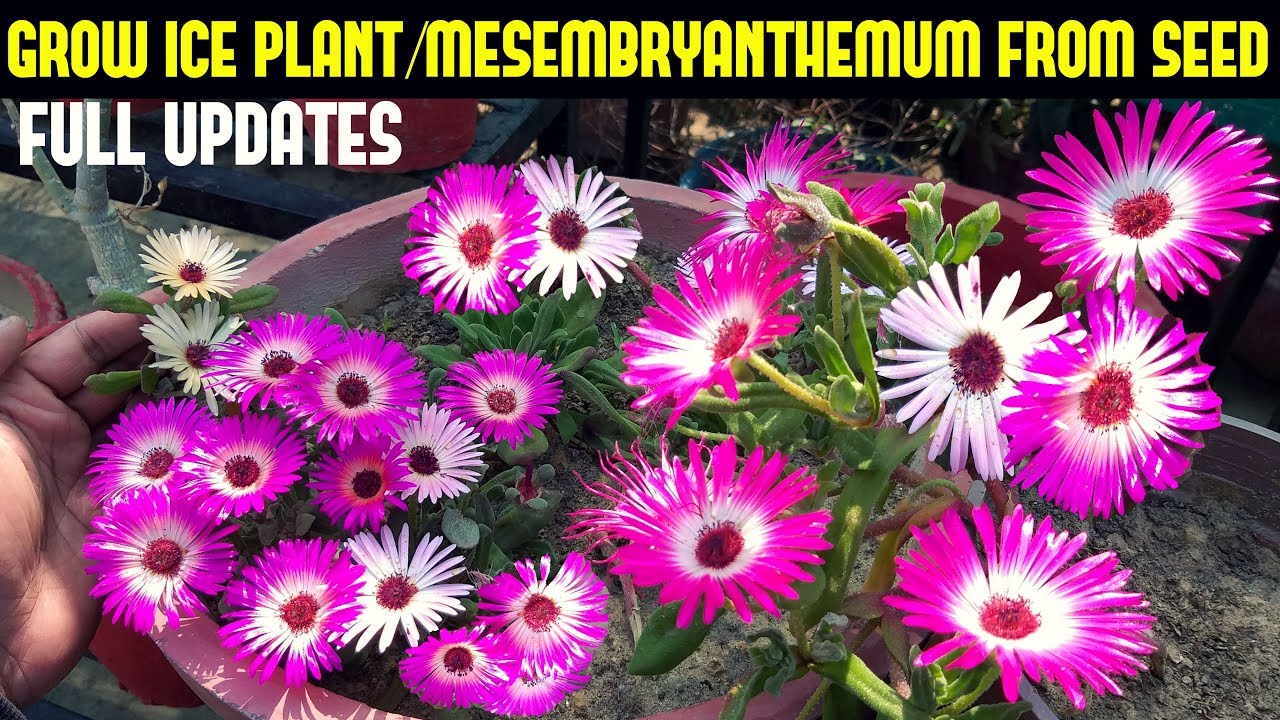 How To Grow Ice Plant Mesembryanthemum From Seeds Full Updates Youtube