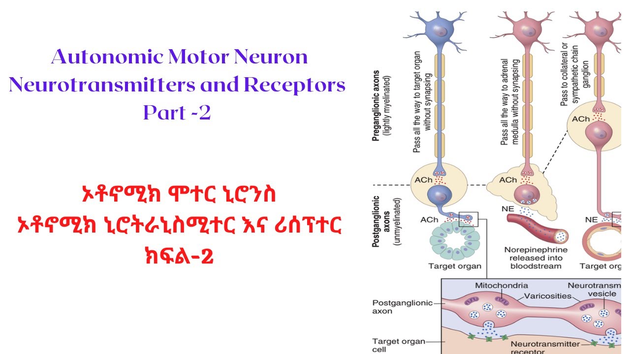 👌Autonomic Motor Neuron, "ኦቶኖሚክ ሞተር ኒሮንስ"🧠 "ኒሮትራኒስሚተር እና ሪሰፕተር" ክፍል2 