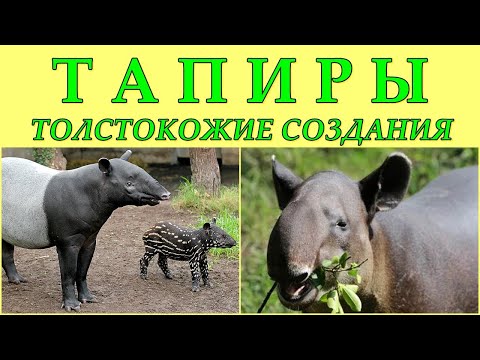 ТАПИРЫ - Толстокожие создания