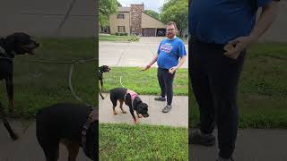 walk shenanigans #rottweiler walk shenanigans #rottweiler