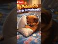 Peleando con la almohada #shorts #youtubeshorts #viral #humor #perro
