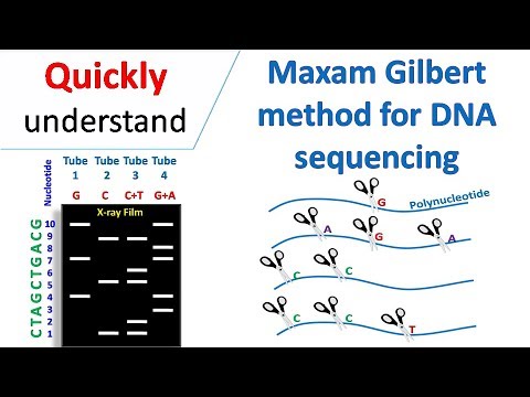 Vidéo: Différence Entre Le Séquençage Maxam Gilbert Et Sanger