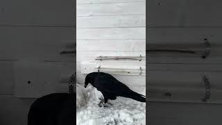 Thumbnail for #воронгоша #raven