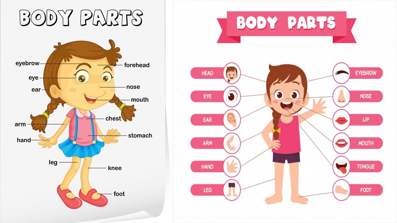 parts of body - Learn English for kids - English educational videoif you en...