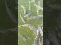 Tuipui D #mizoram #fish