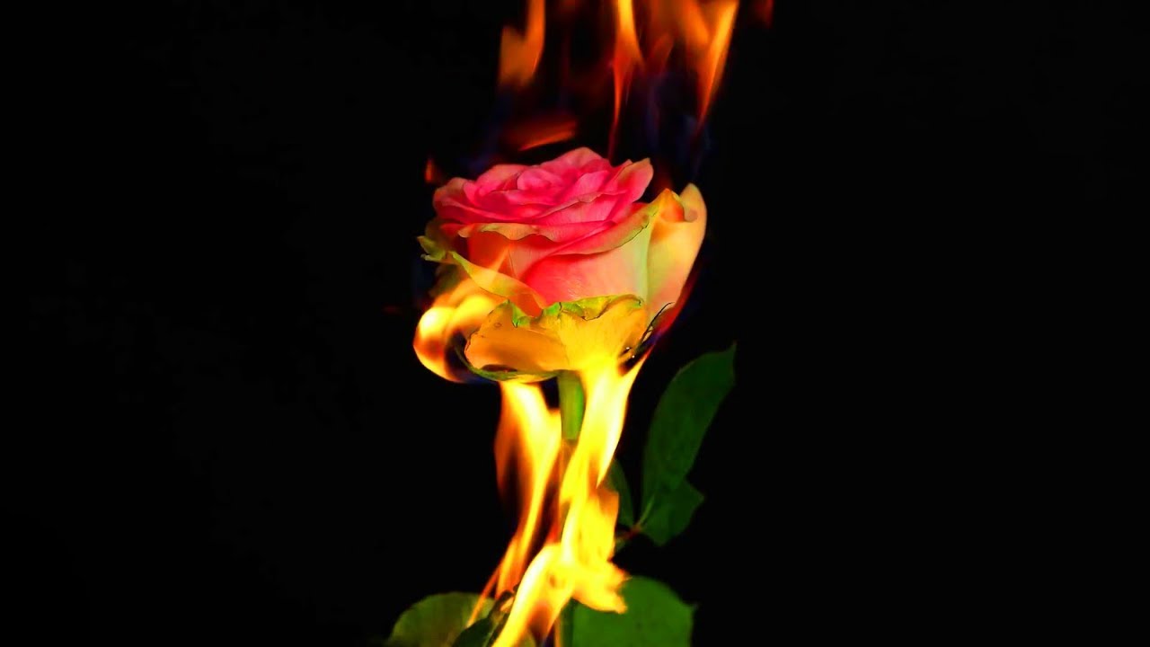 WinstonW - Dope (Music Video)