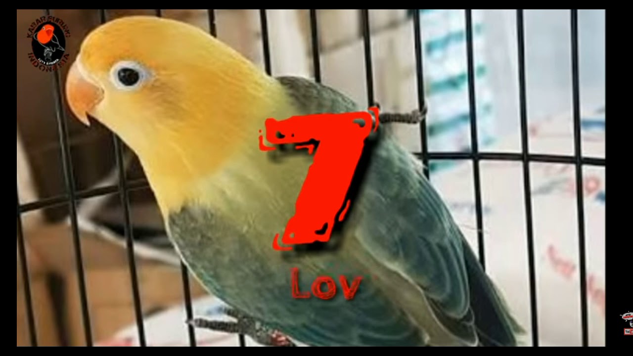 JENIS JENIS BURUNG LOVE BIRD 