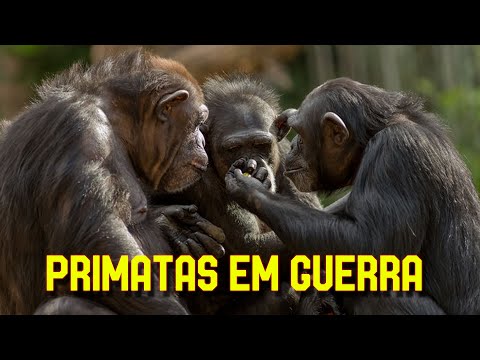 Vídeo: Quais Documentários Foram Filmados Sobre Macacos