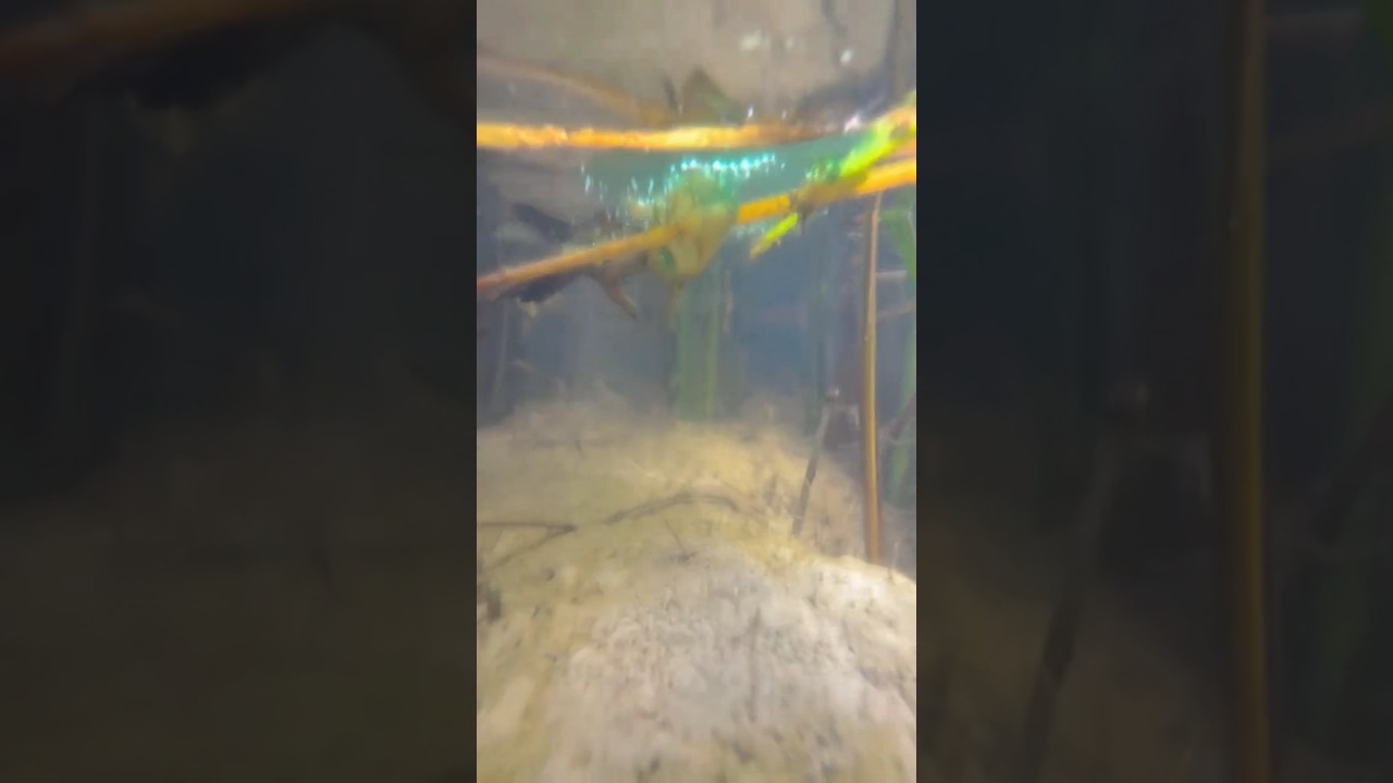 Dhan ! Paddy farming 