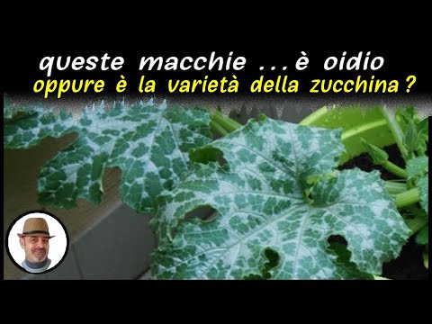 Video: Oidio nelle zucche - Cosa fare per l'oidio sulle foglie di zucca