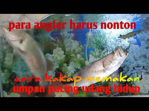 Video: Apakah ikan kakap akan memakan umpan?