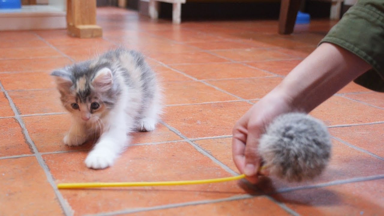 kawaii emoticons Kitten (PRIN's Sister ), playing with my daughter / Cat Cafe in Tokyo Japan