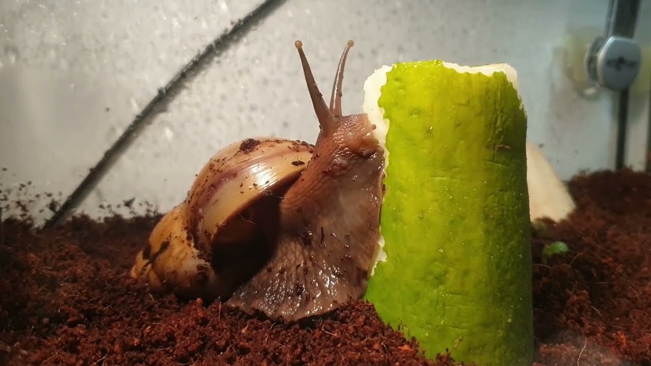 Giant African Land Snail Timelapse - Act 8