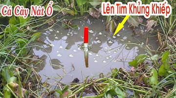 Câu Cá Ổ , Cận Cảnh Cá Vào Cày Nát Ổ Lên Tim Khủng Khiếp