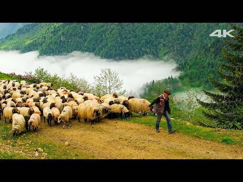 Bulutların Üstünde Göç | Belgesel