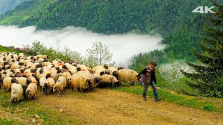 Миграция над облаками | Документальный