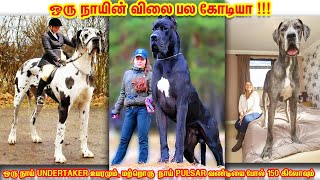 டாப் 10 Biggest Dogs In The World | உலக சாதனை பட்டம் வென்ற 10 செல்ல நாய்கள் | Arivom Thozha