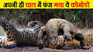 कोमोडो ड्रैगन के सबसे खतरनाक हड्डी तोड़ हमले | Komodo Dragon's Karma for Being Too Greedy