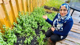 چگونه در حیاط خانه خود  در فضای کوچک سبزیجات بکاریم بخش اول | how to grow veggies in the yard