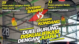 Piala Jateng 2  Mana Yang Layak  Duel Lovebird Sdanit Vs Lovebird Kondang